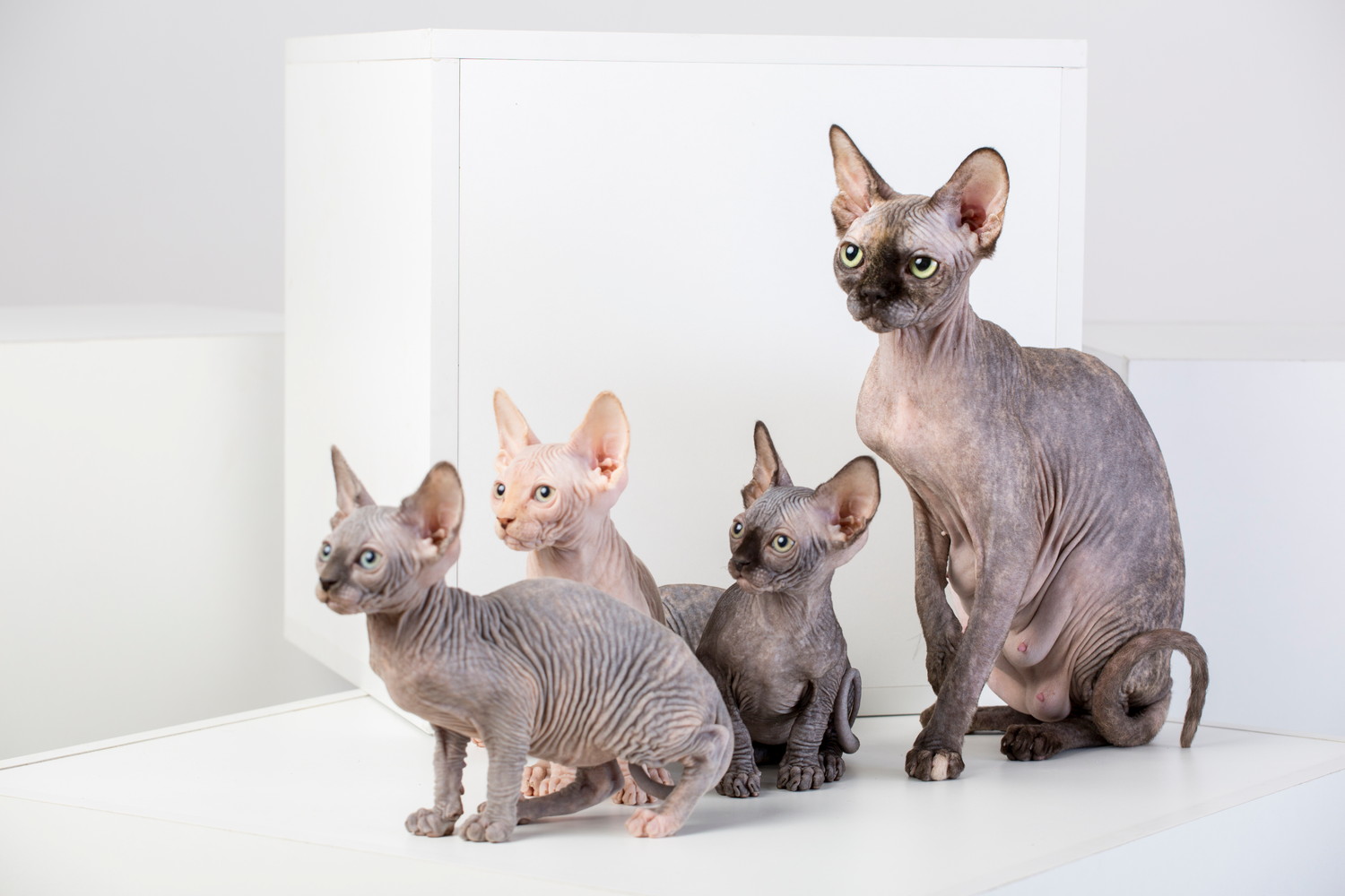 スフィンクスの母猫と3匹の子猫
