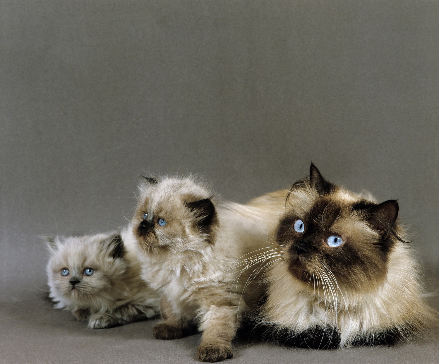 ヒマラヤンの母猫と2匹の子猫