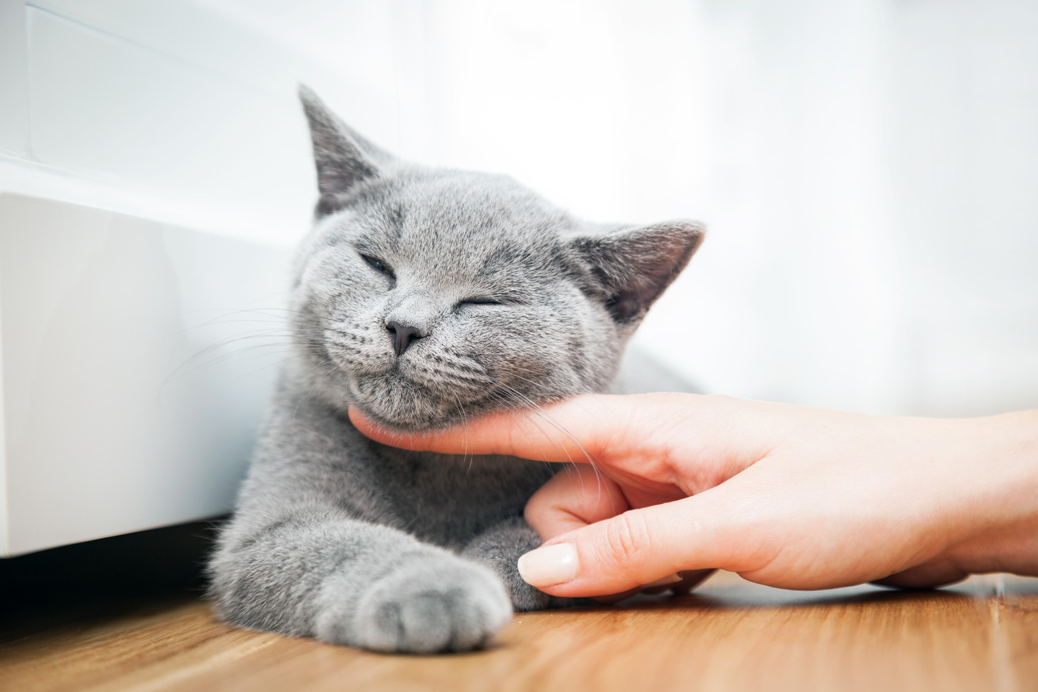 飼い主に顎下をなでられて嬉しそうな猫
