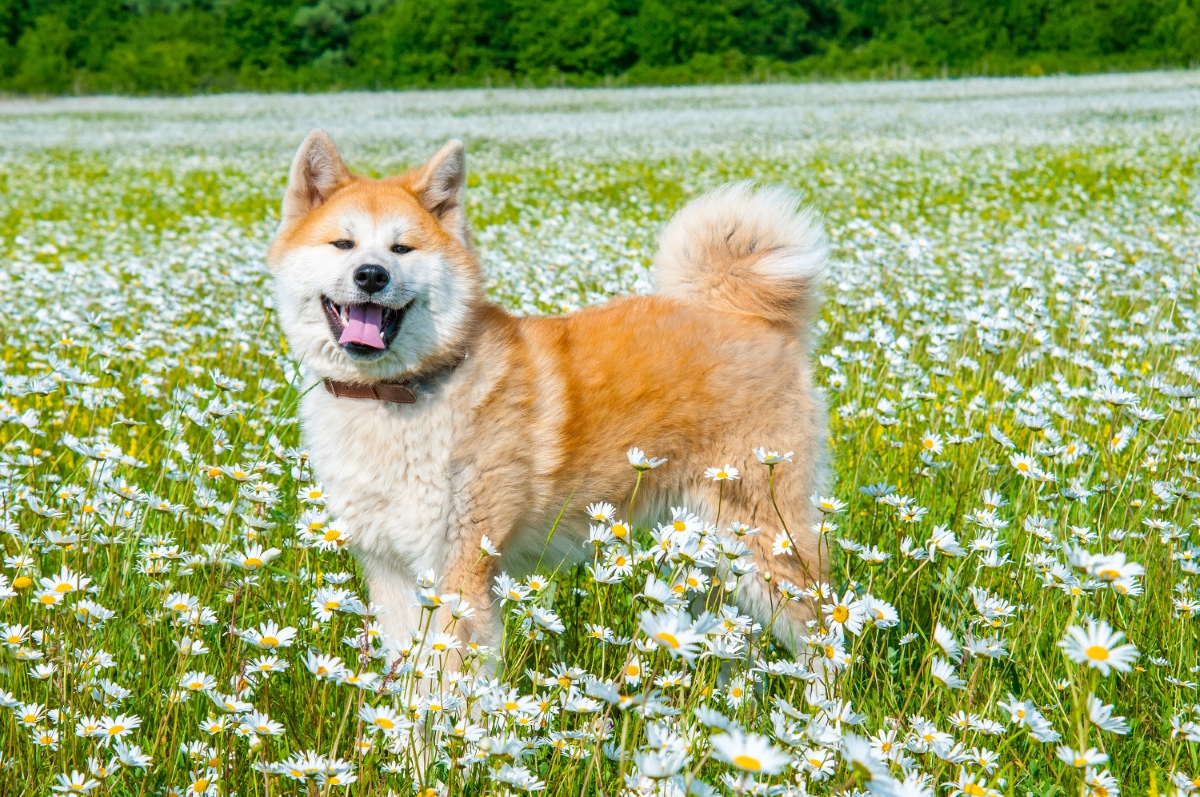 花畑にいる秋田犬