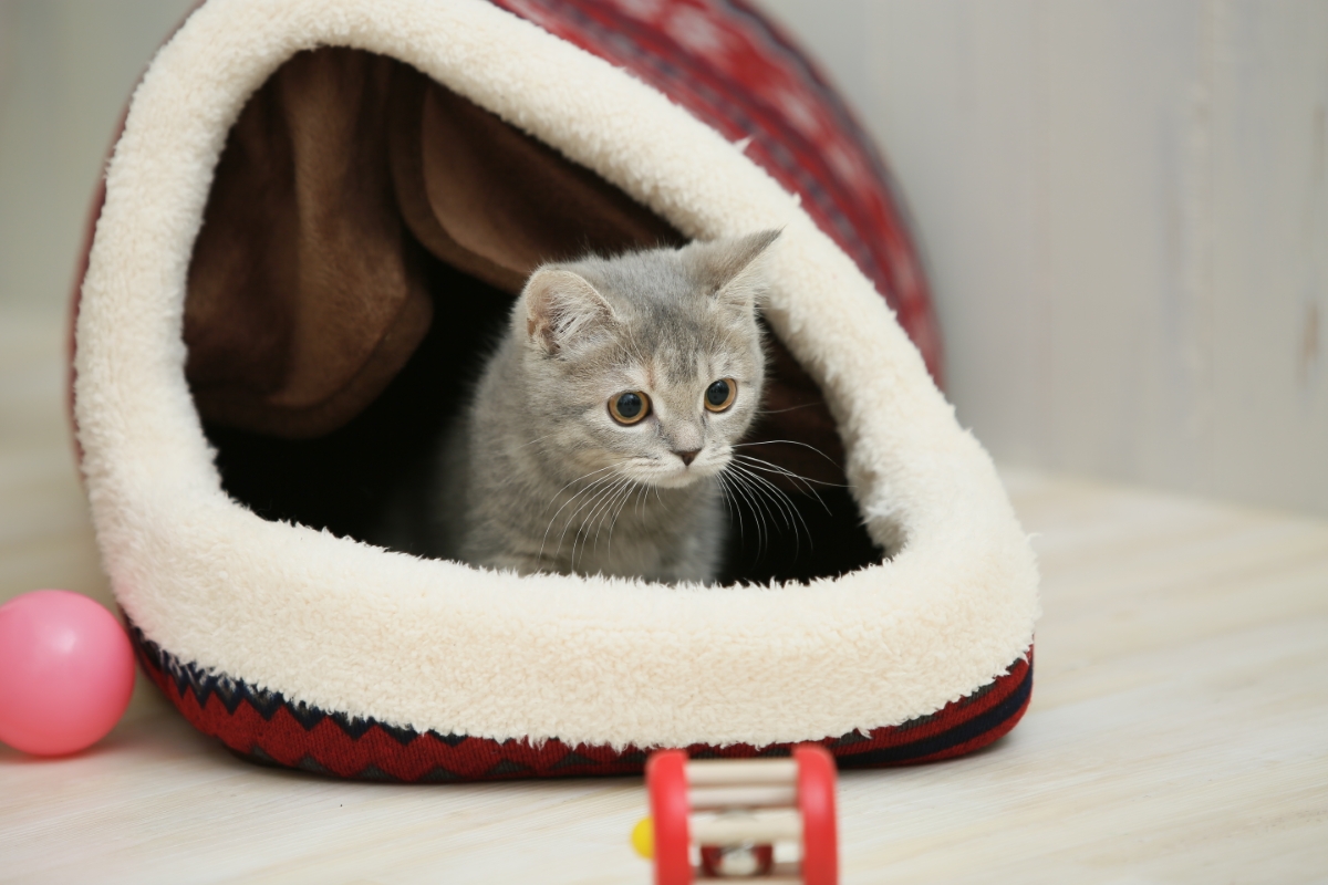 子猫のブリティッシュショートヘア