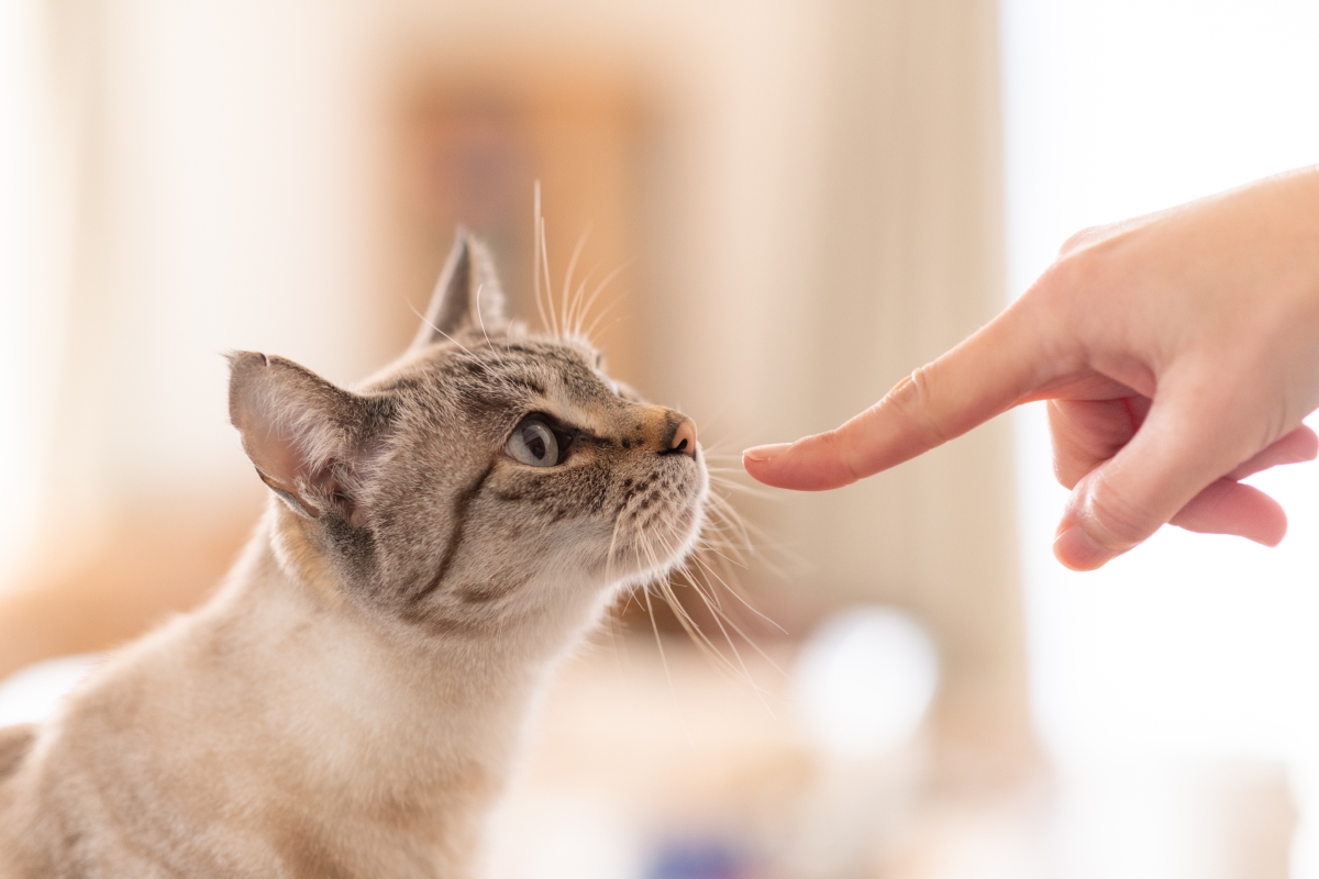 人の指の匂いを嗅ぐ猫