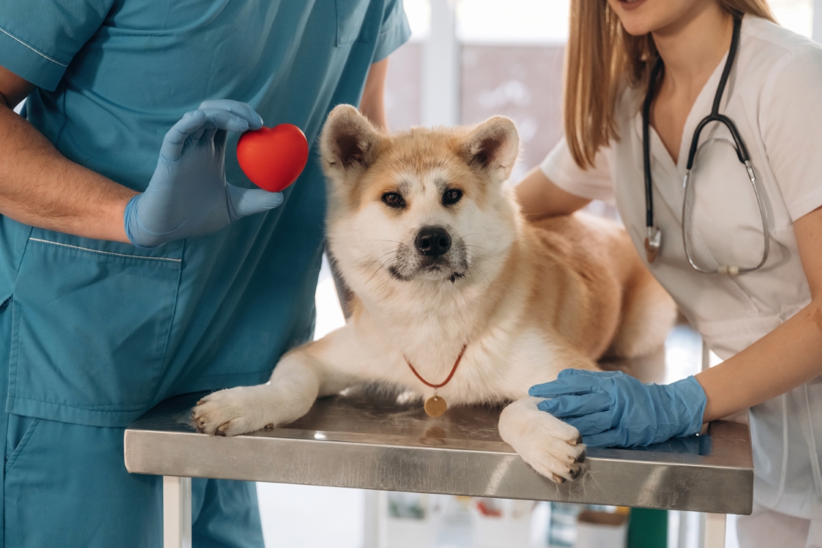 診察をうける秋田犬
