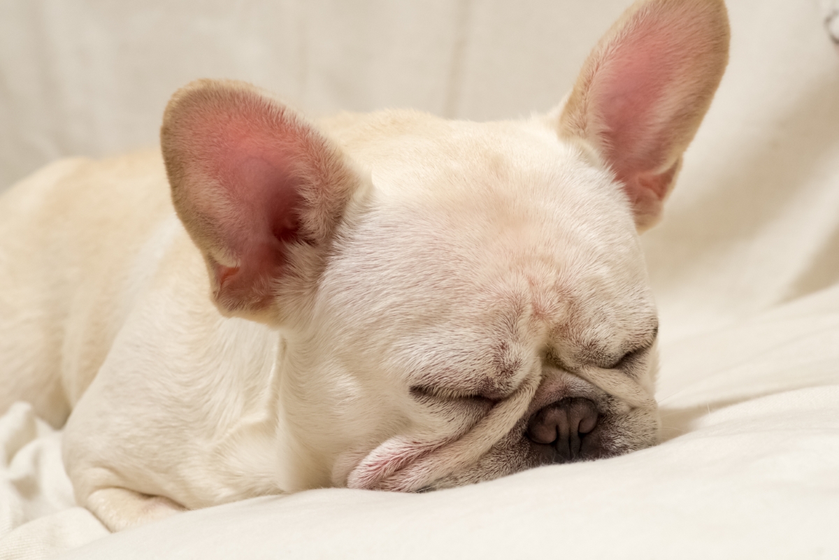 眠るフレンチ・ブルドッグ