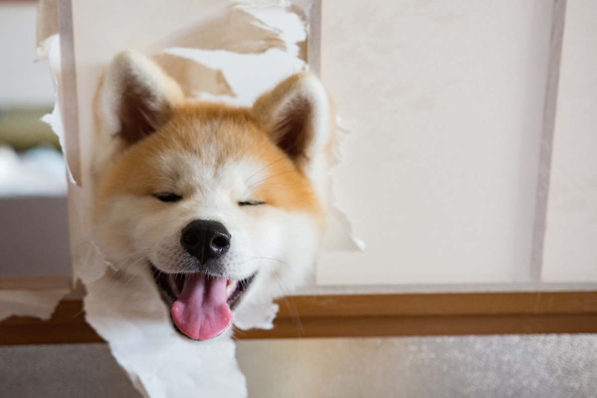 障子から顔を出す秋田犬
