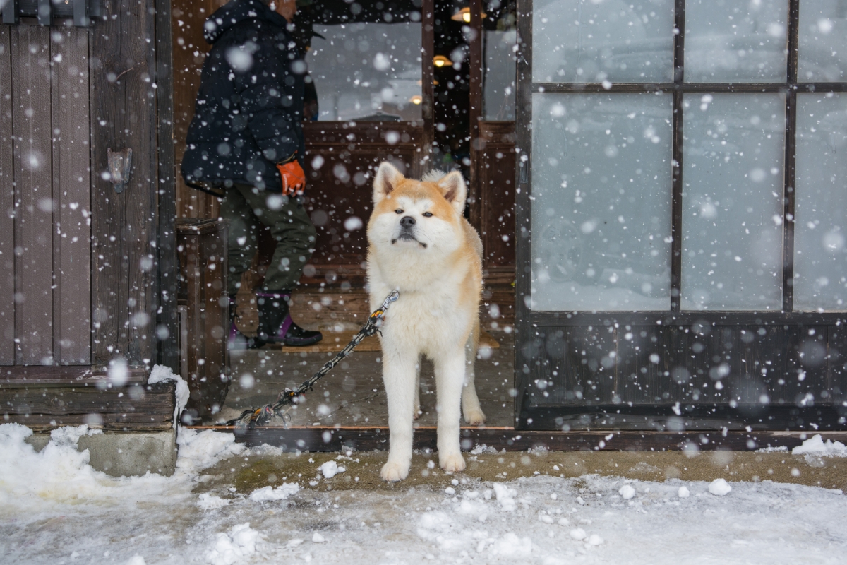 古民家に住む秋田犬