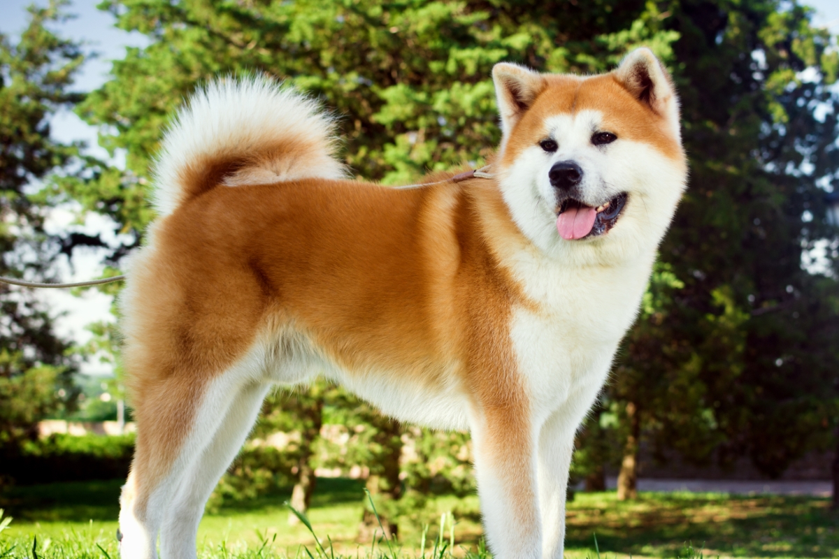 公園にいる秋田犬