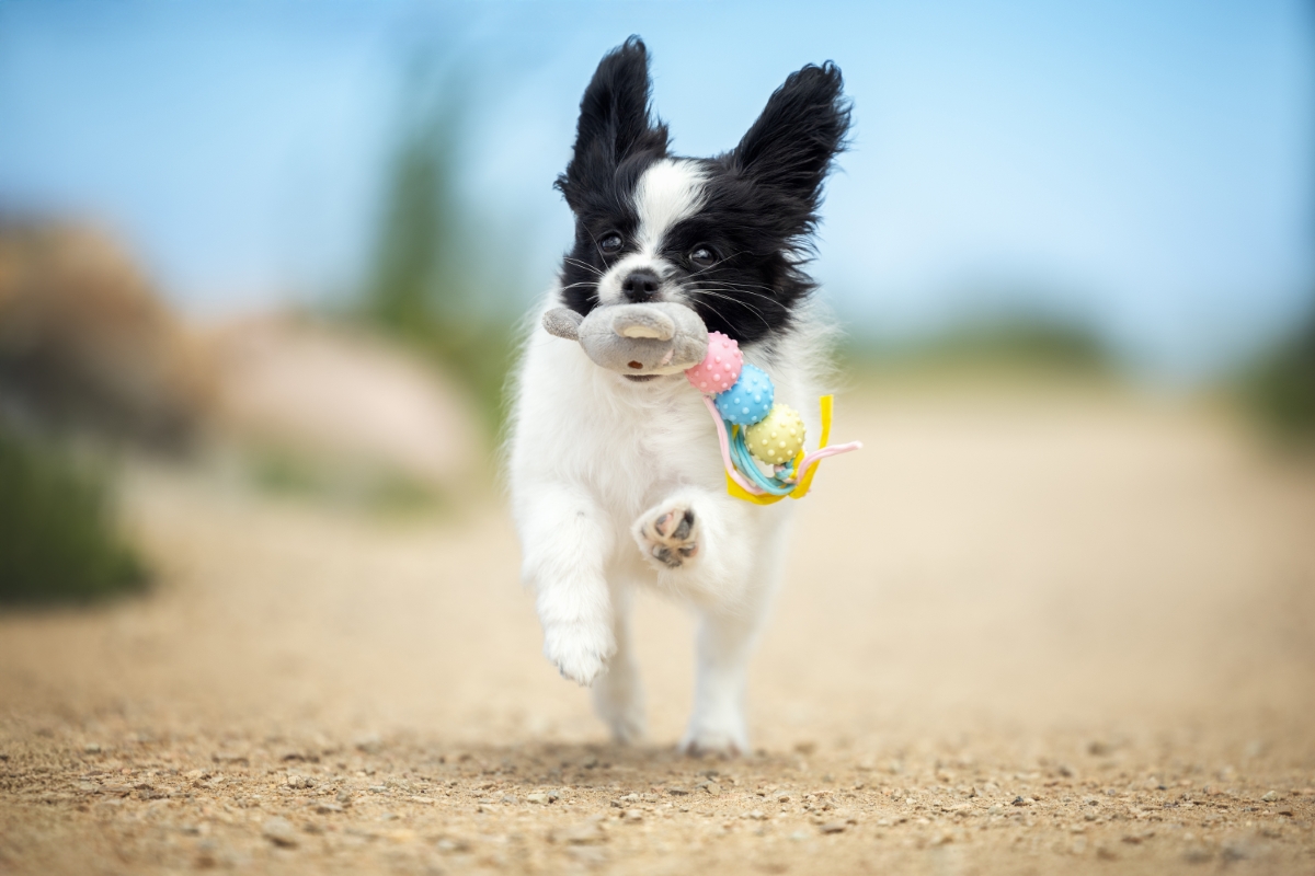 おもちゃを咥えて走るパピヨンの子犬