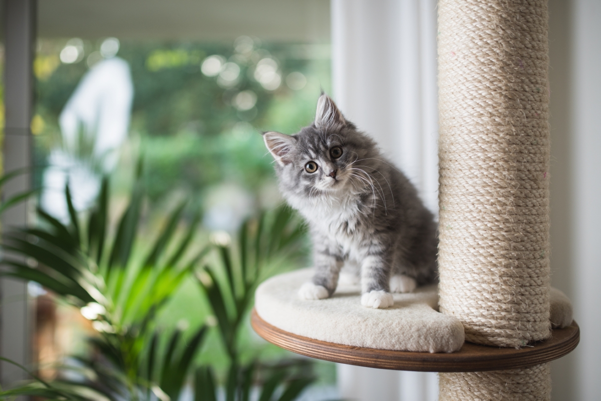 子猫のメインクーン