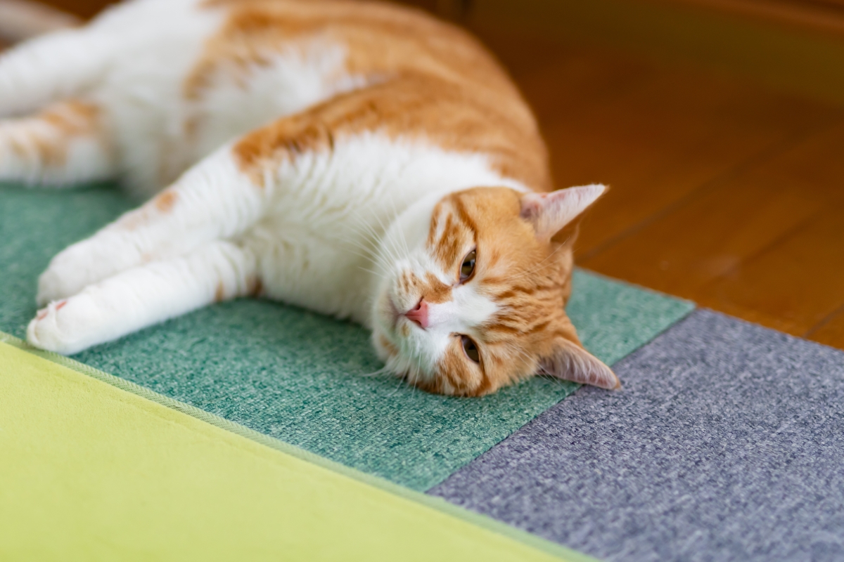 ぐったりする猫