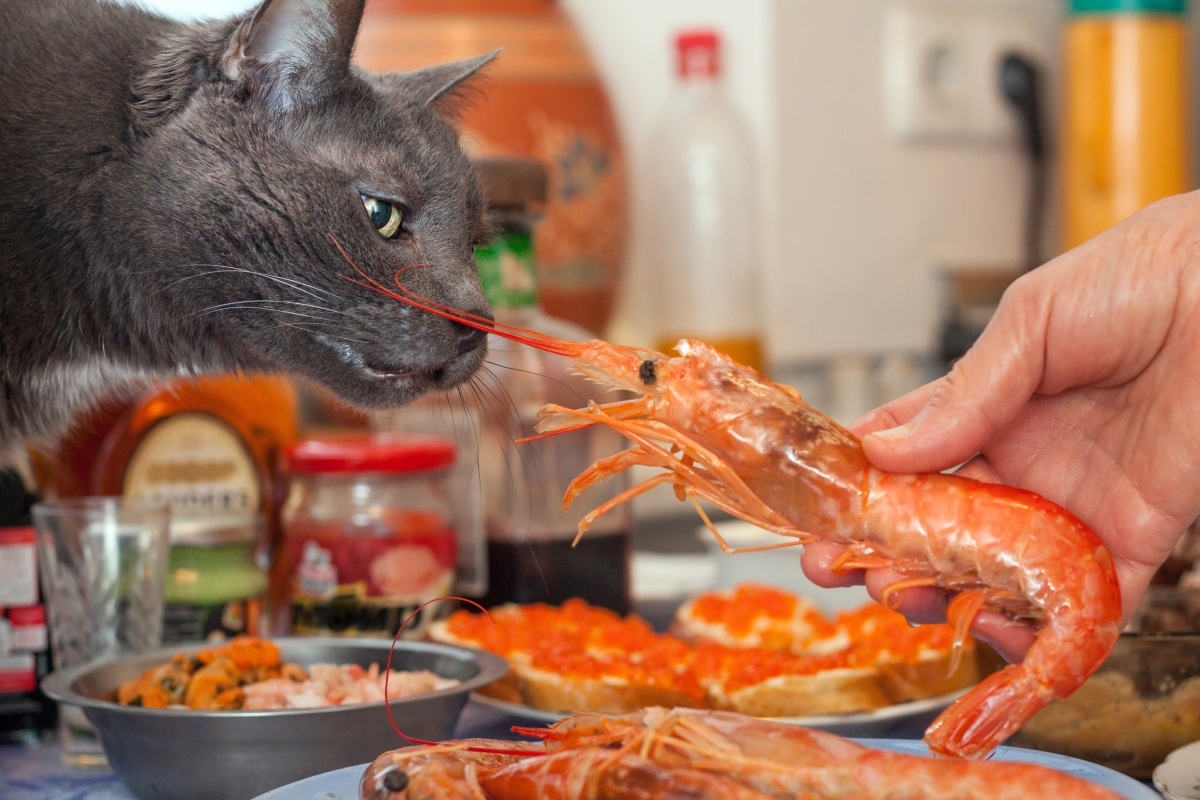 エビと猫