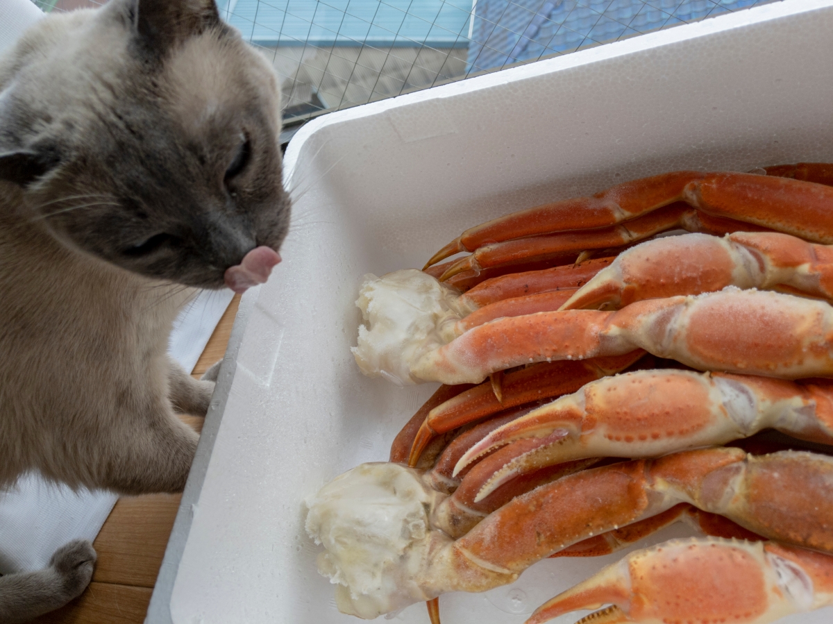 カニをみて舌を出す猫