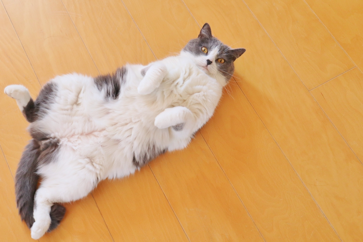 ハチワレのブリティッシュショートヘア