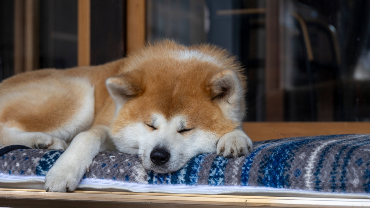 縁側で寝ている秋田犬
