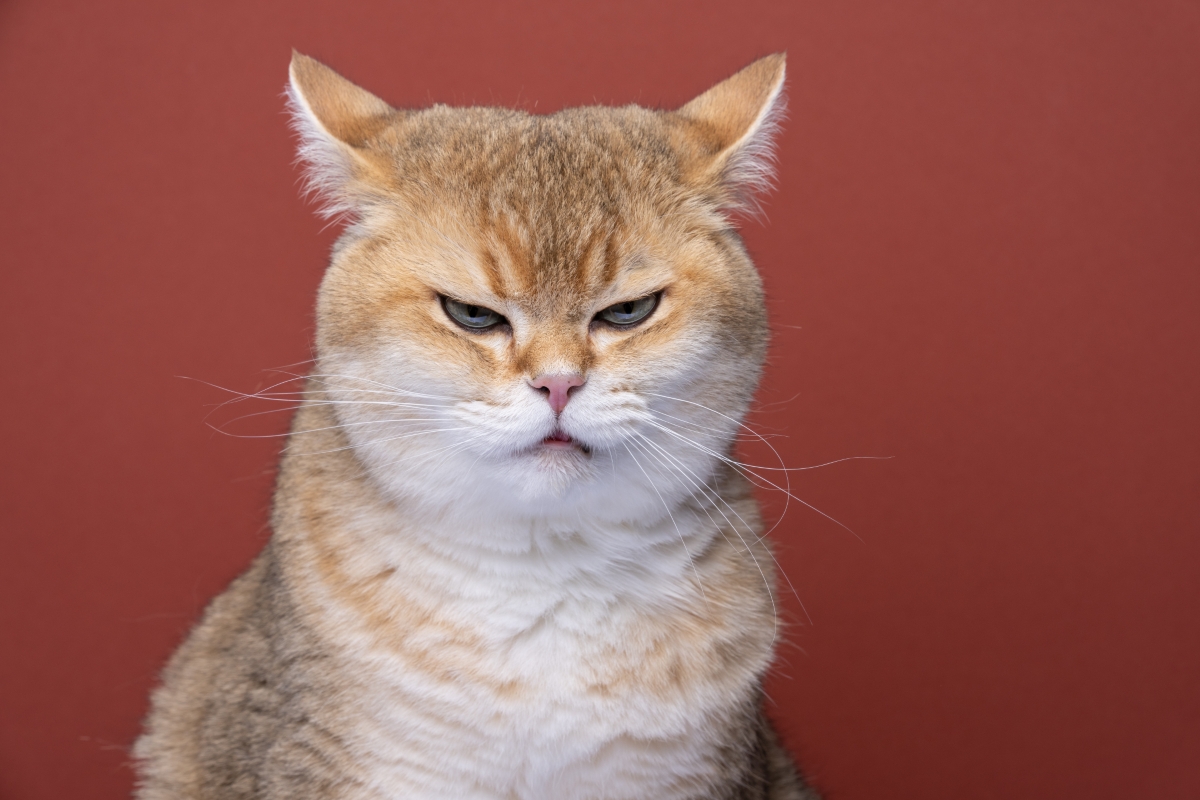 怒っている猫