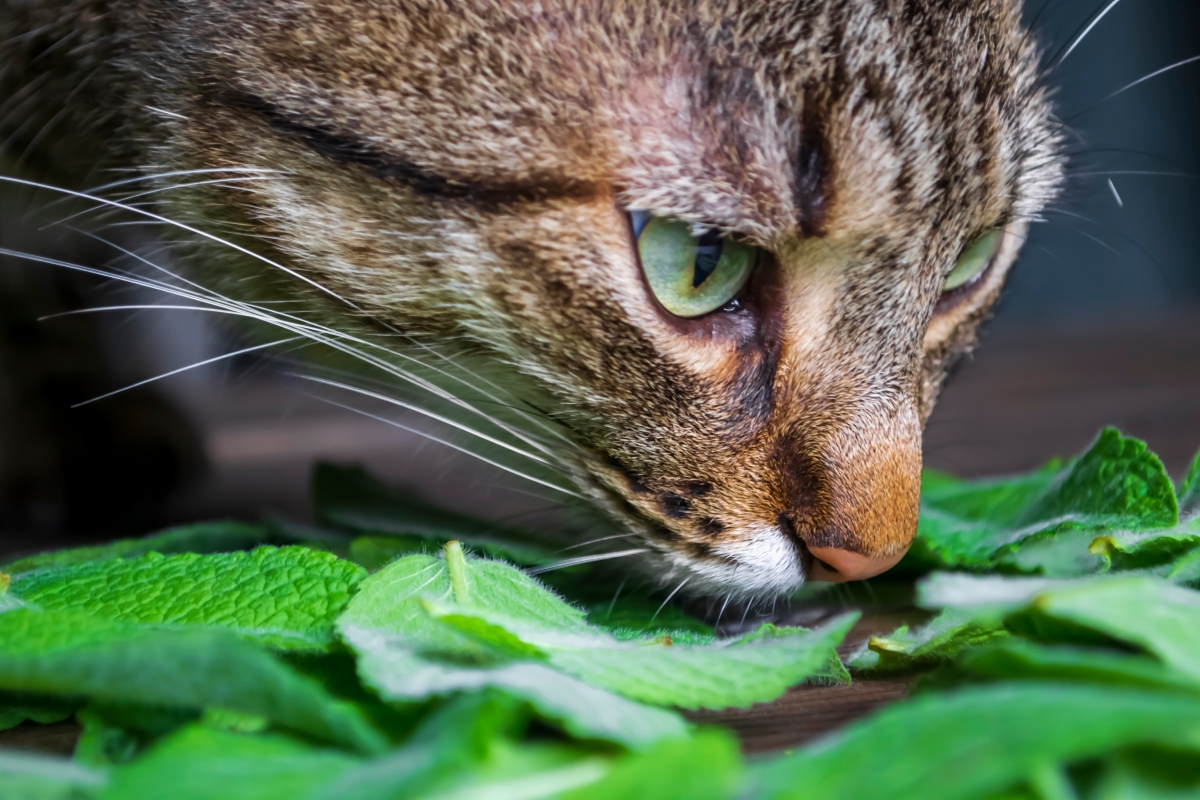 葉に鼻を近づける猫