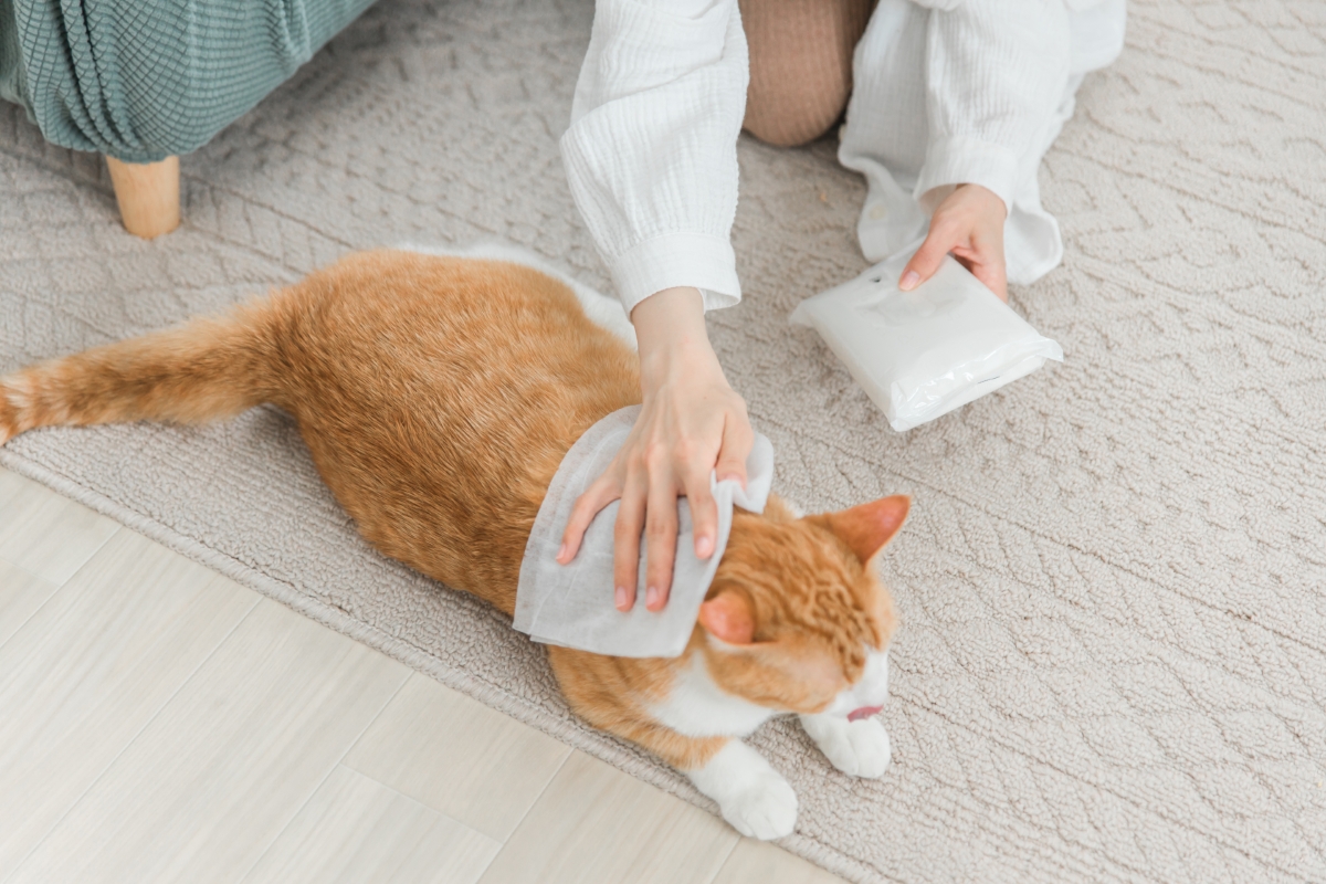 猫を拭く人