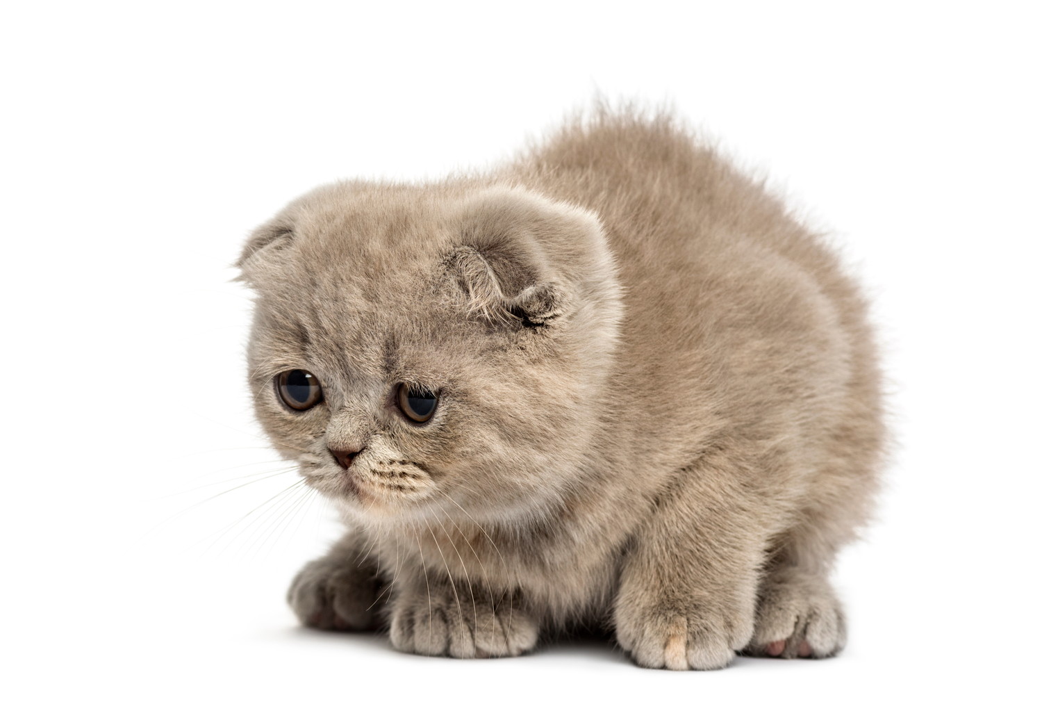 どこかを見つめるフォールデックスの子猫