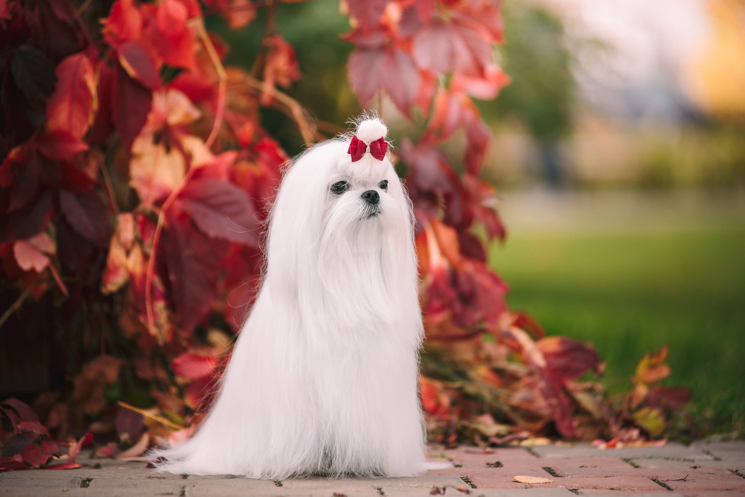 紅葉の前に座っているマルチーズ