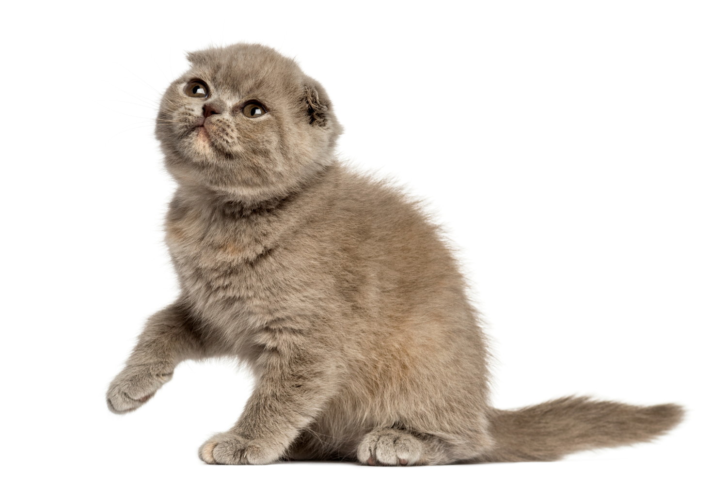 片手を挙げながら何かを見上げるフォールデックスの子猫