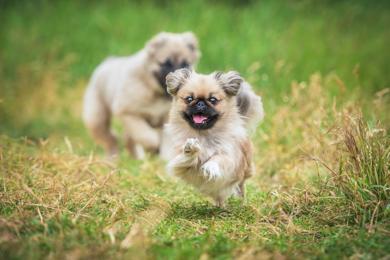 原っぱで他の犬とはしゃぐペキニーズの子犬