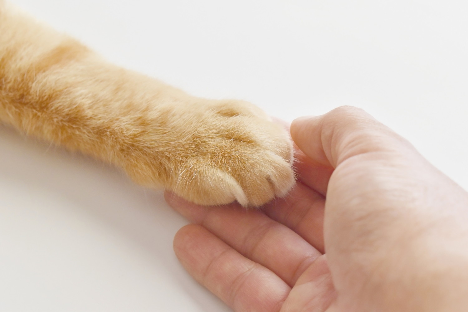 猫の前足を優しく触る人の手