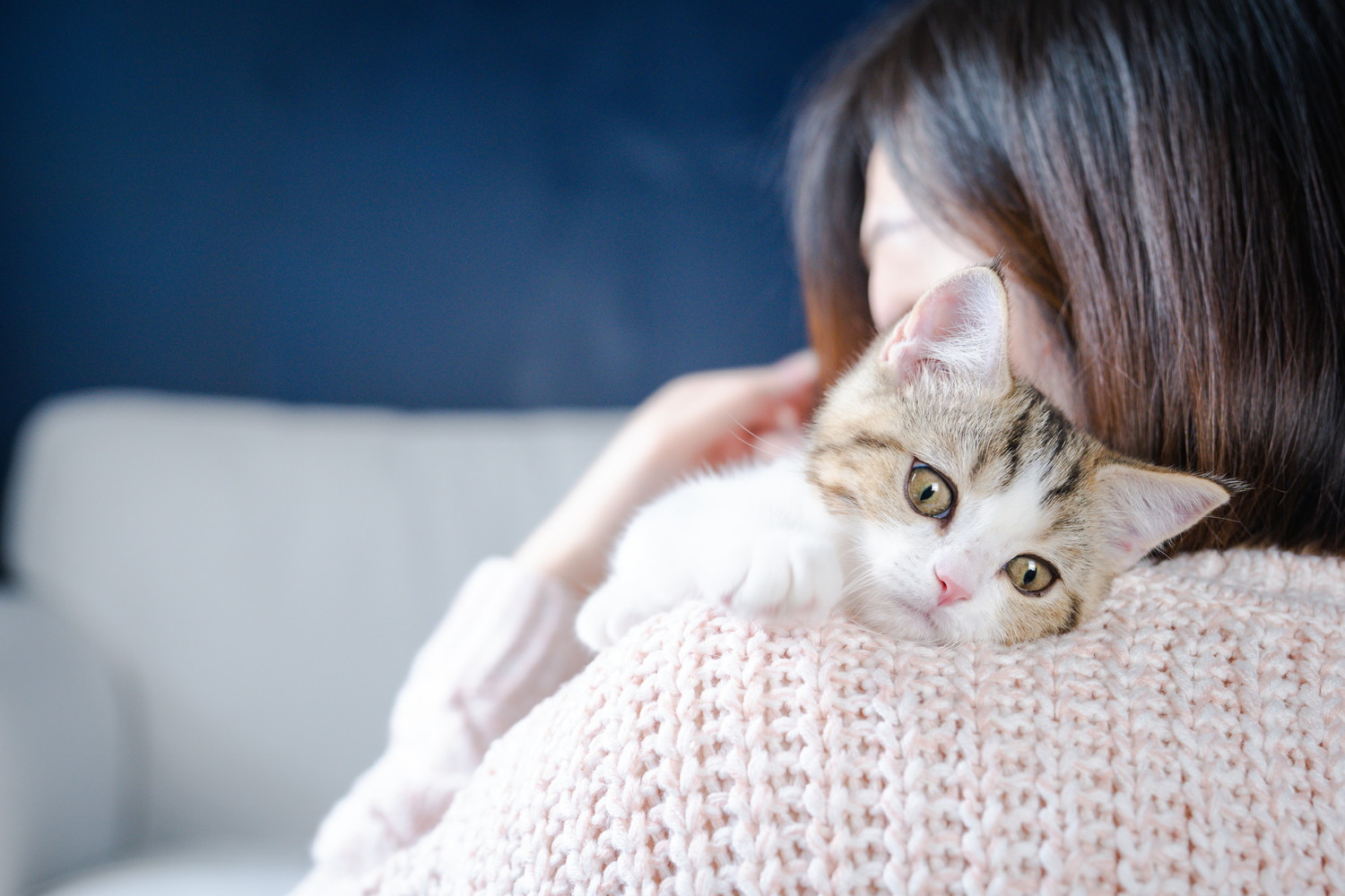 飼い主にだっこされているスコティッシュストレートの子猫
