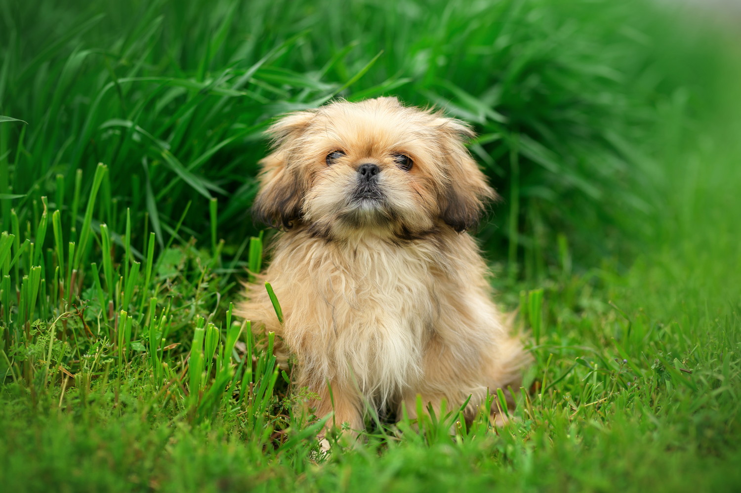 原っぱに座るペキニーズのミックス犬の子犬