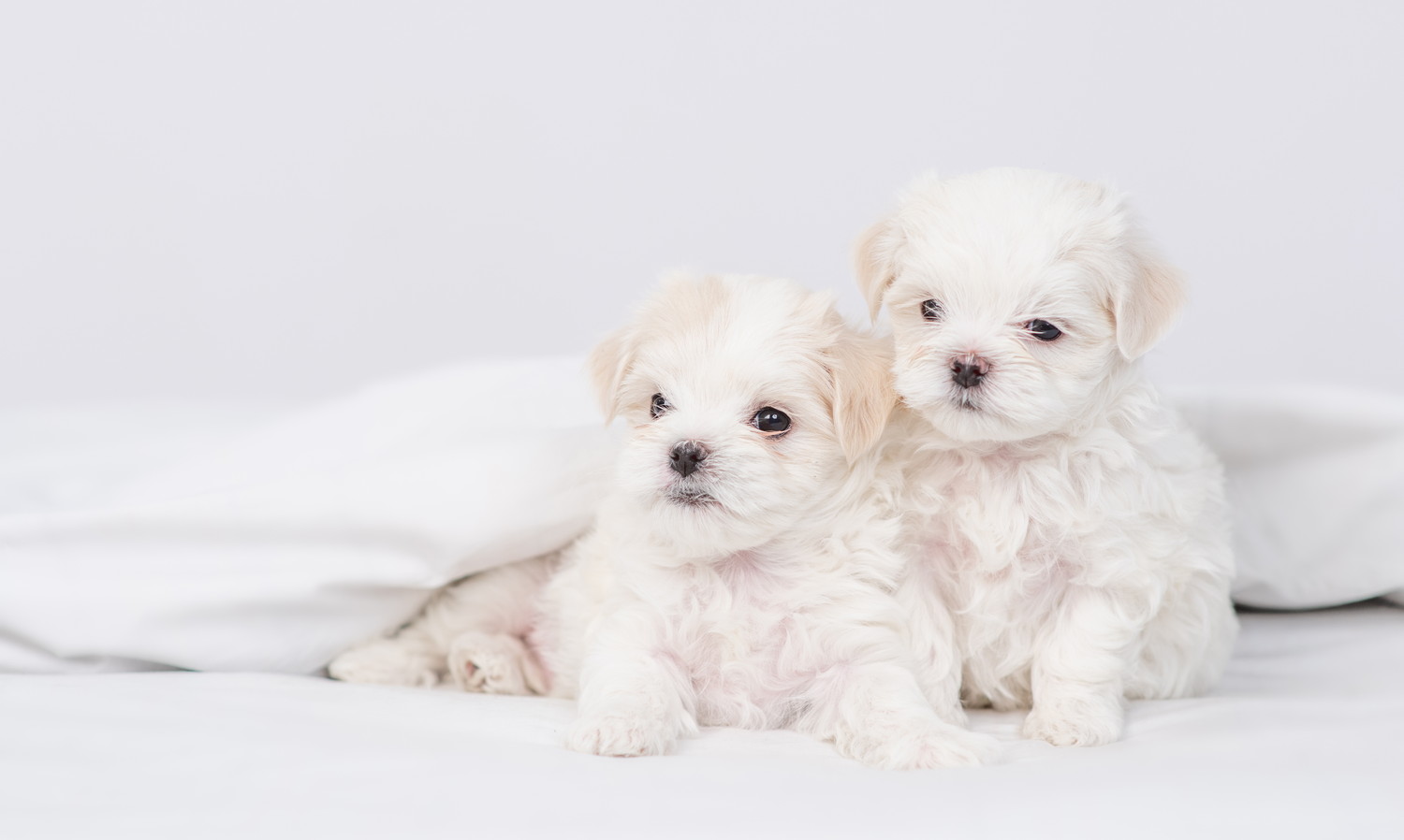 ベッドの上で寄り添い合う2匹のマルチーズの子犬