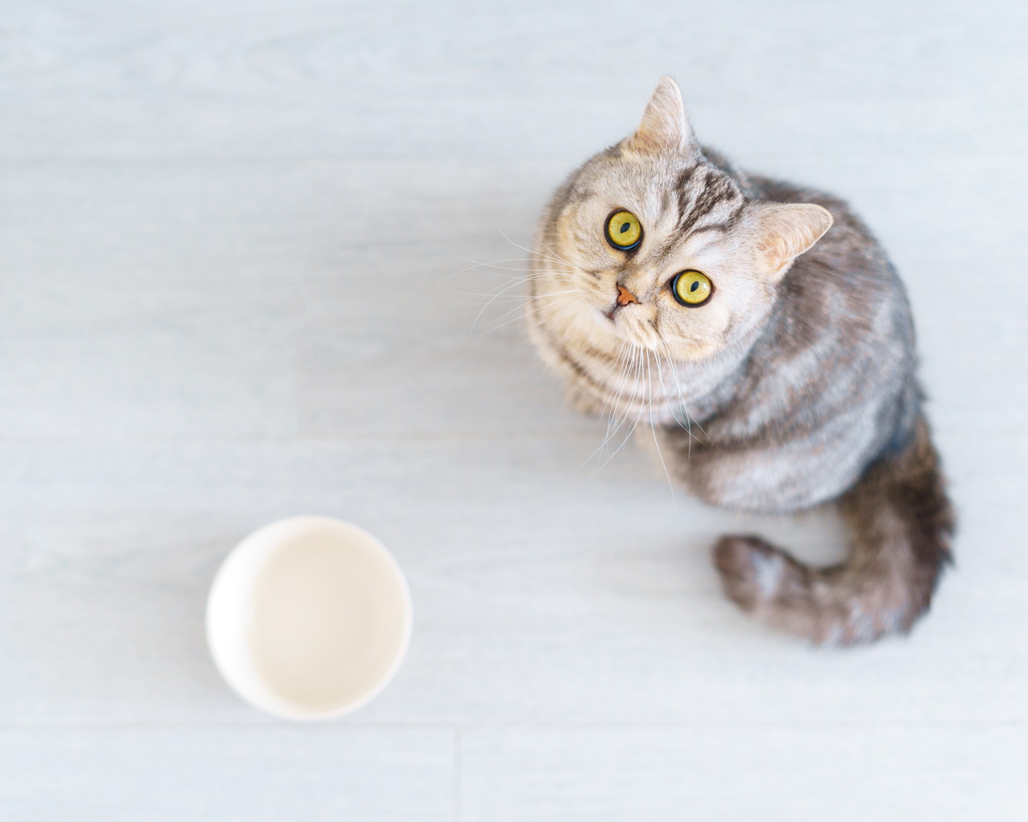 食器のそばに座ってフードを待つスコティッシュストレート