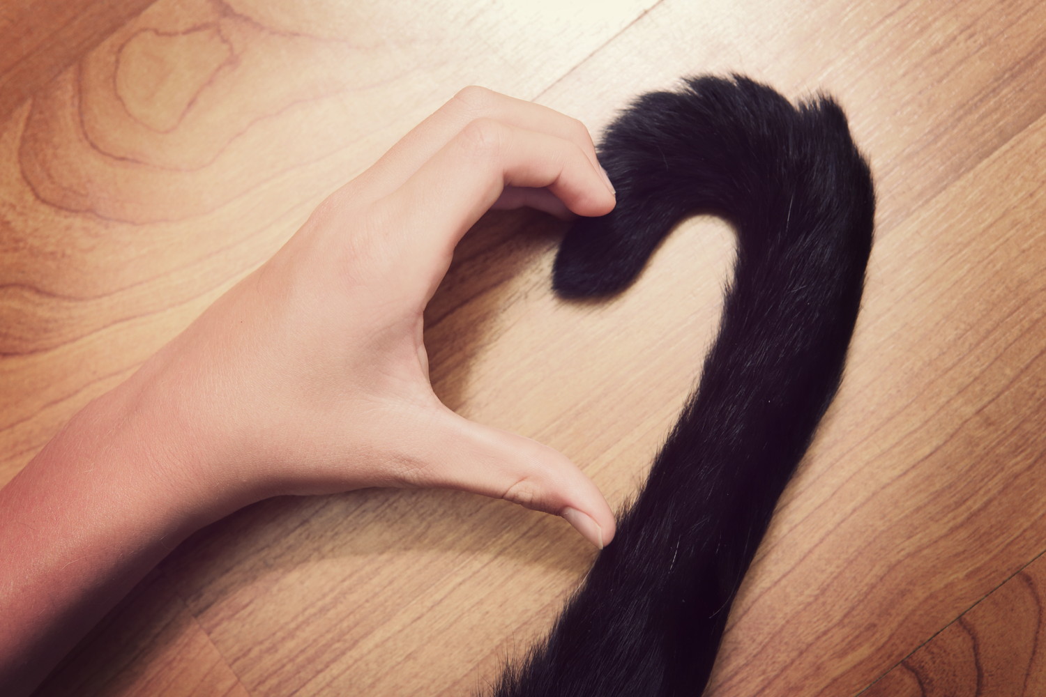 猫のしっぽと人の手が組み合わさって作られたハートマーク