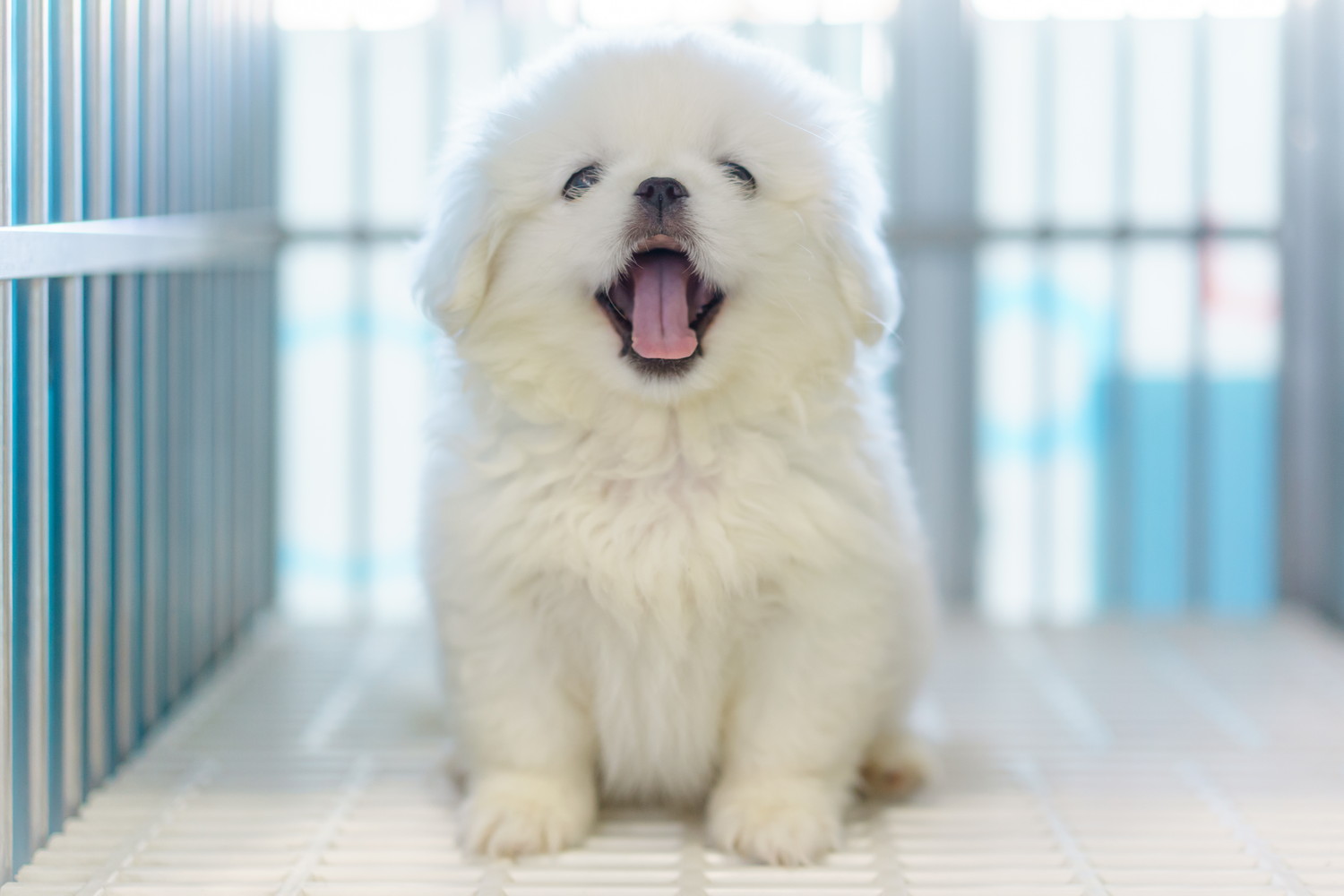 ケージの中で大きく口を開けるペキニーズの子犬