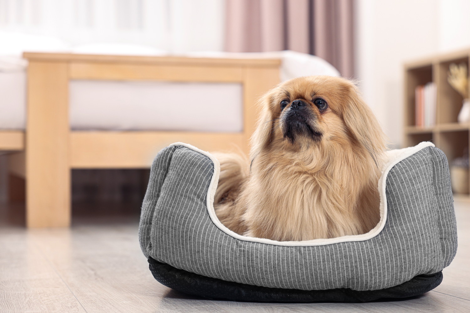 室内の犬用ベッドの中でくつろぐペキニーズ