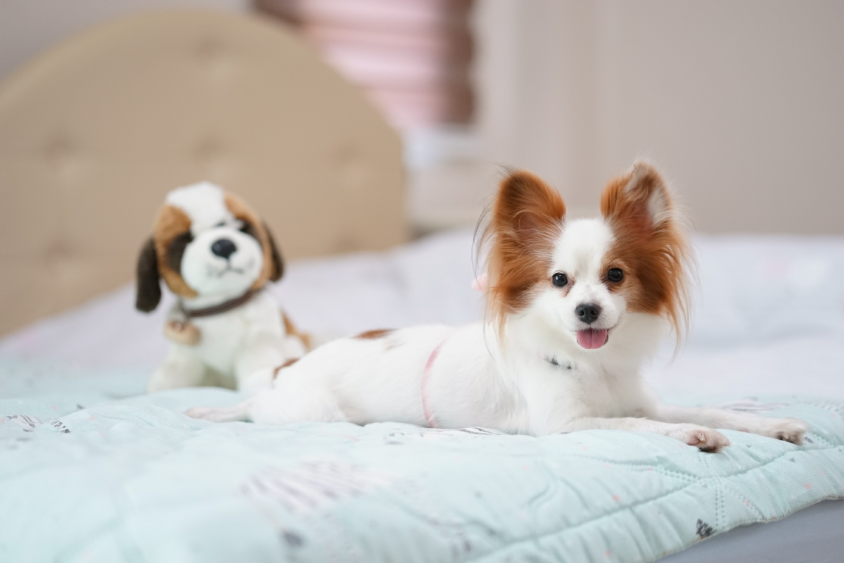 犬のぬいぐるみとパピヨン