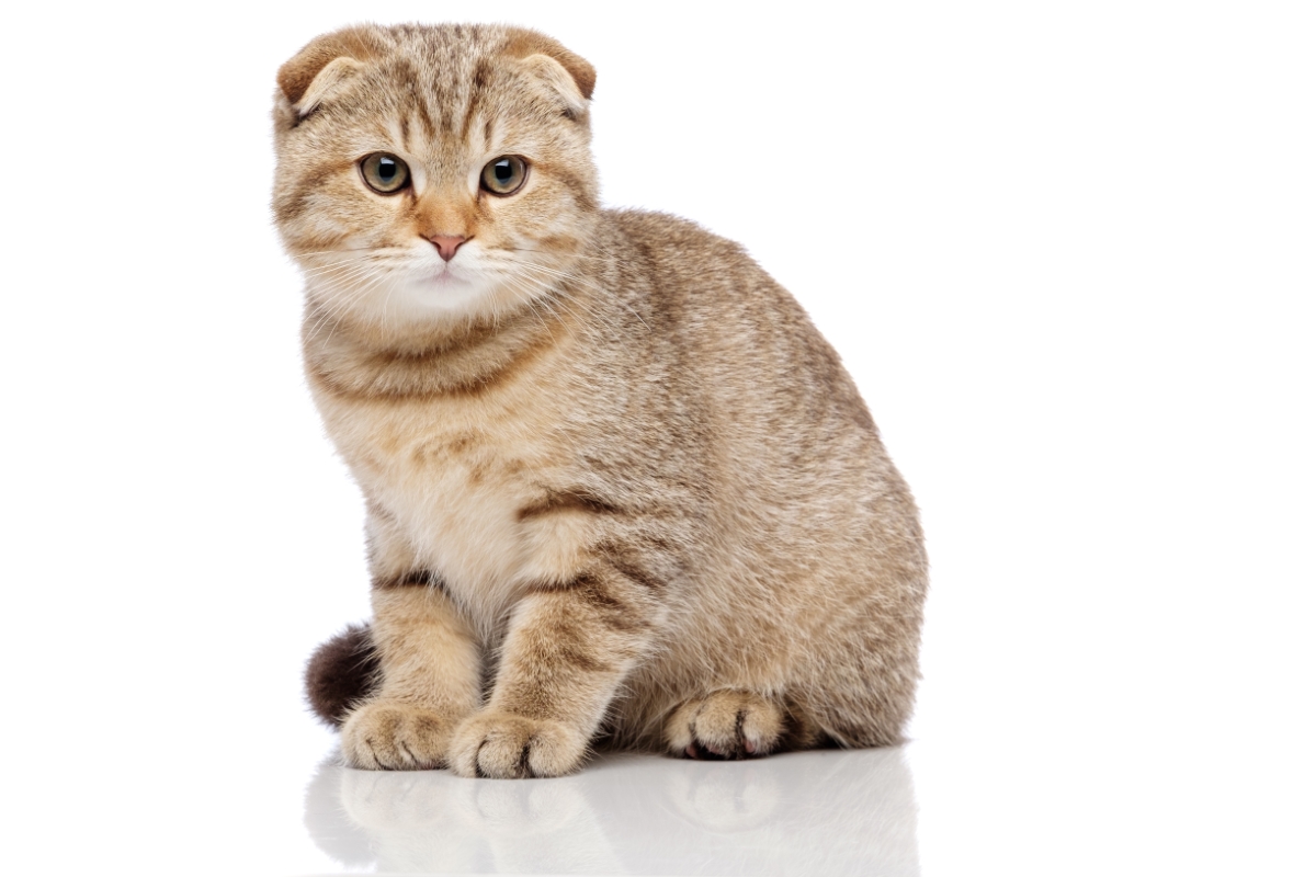 スコティッシュフォールドの子猫