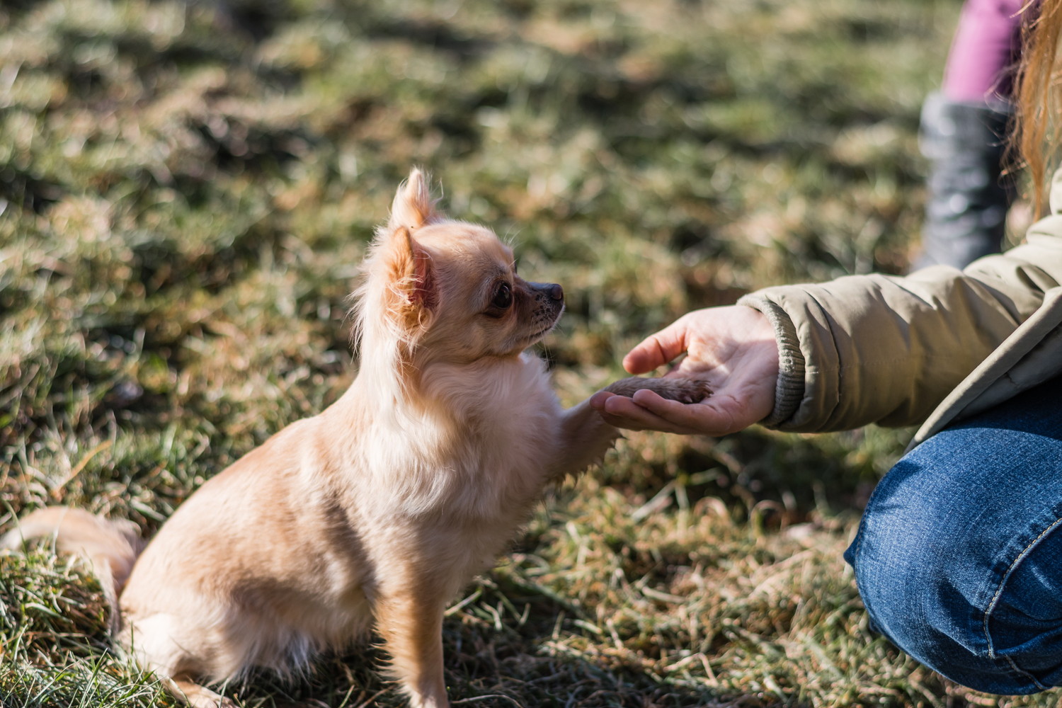 飼い主にお手をしているチワワ