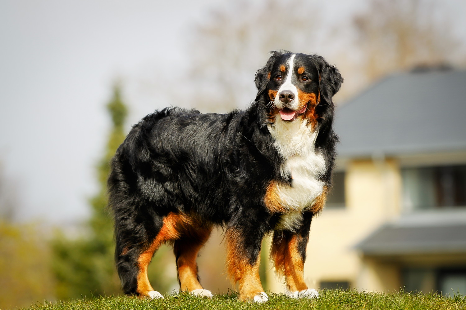 屋外で立っているバーニーズマウンテンドッグの成犬