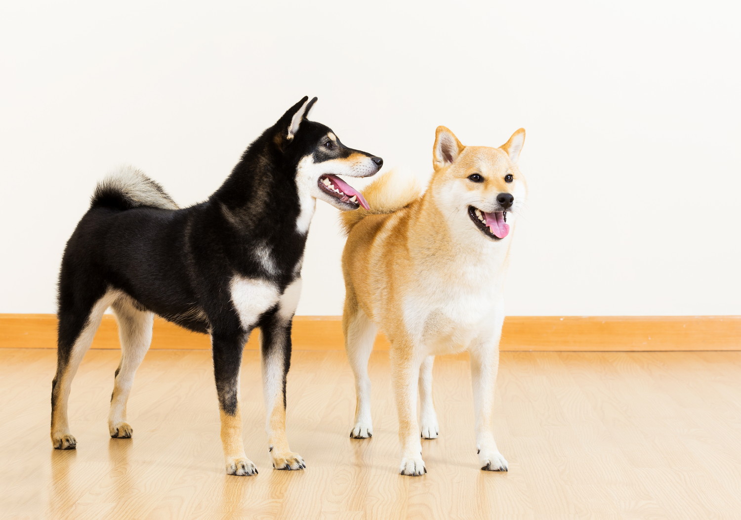 室内で並んで立っている2頭の柴犬