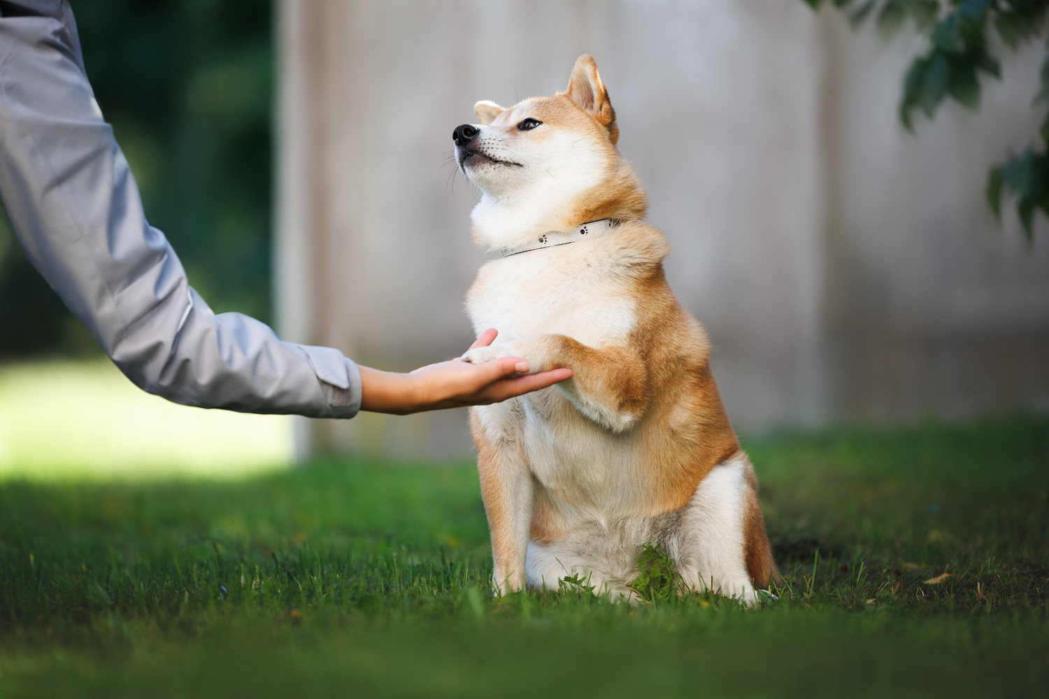 飼い主を見上げながらお手をしている柴犬