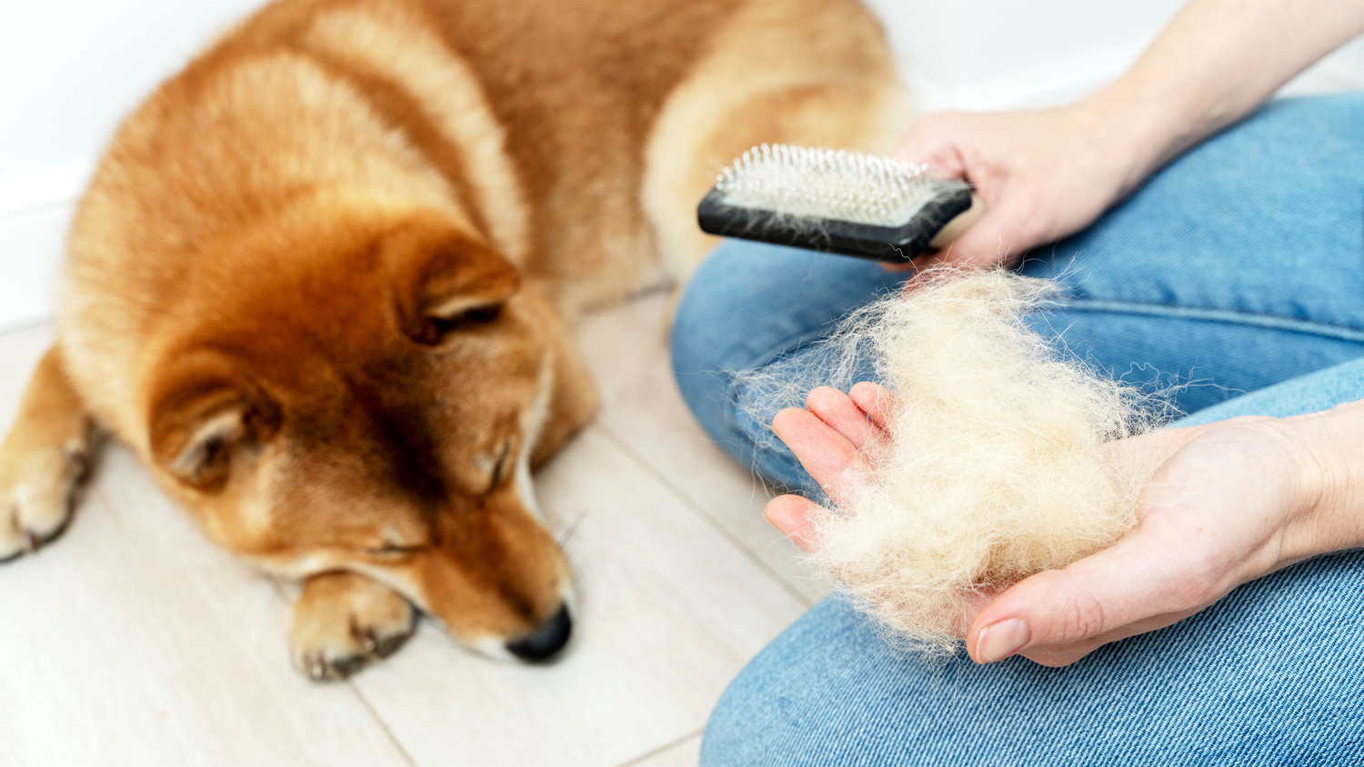 抜け毛の塊を手に持つ人とそばで伏せている柴犬