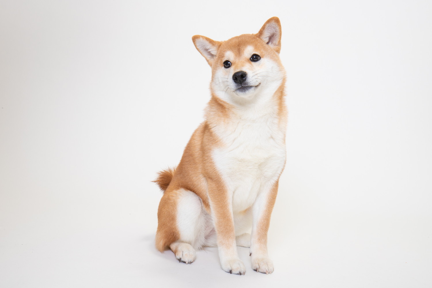 正面に体を向けて座っている柴犬