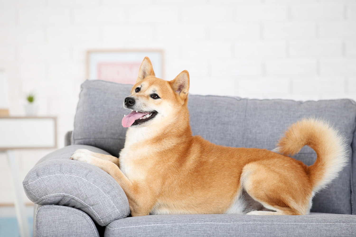 ソファの上で伏せてくつろいでいる柴犬