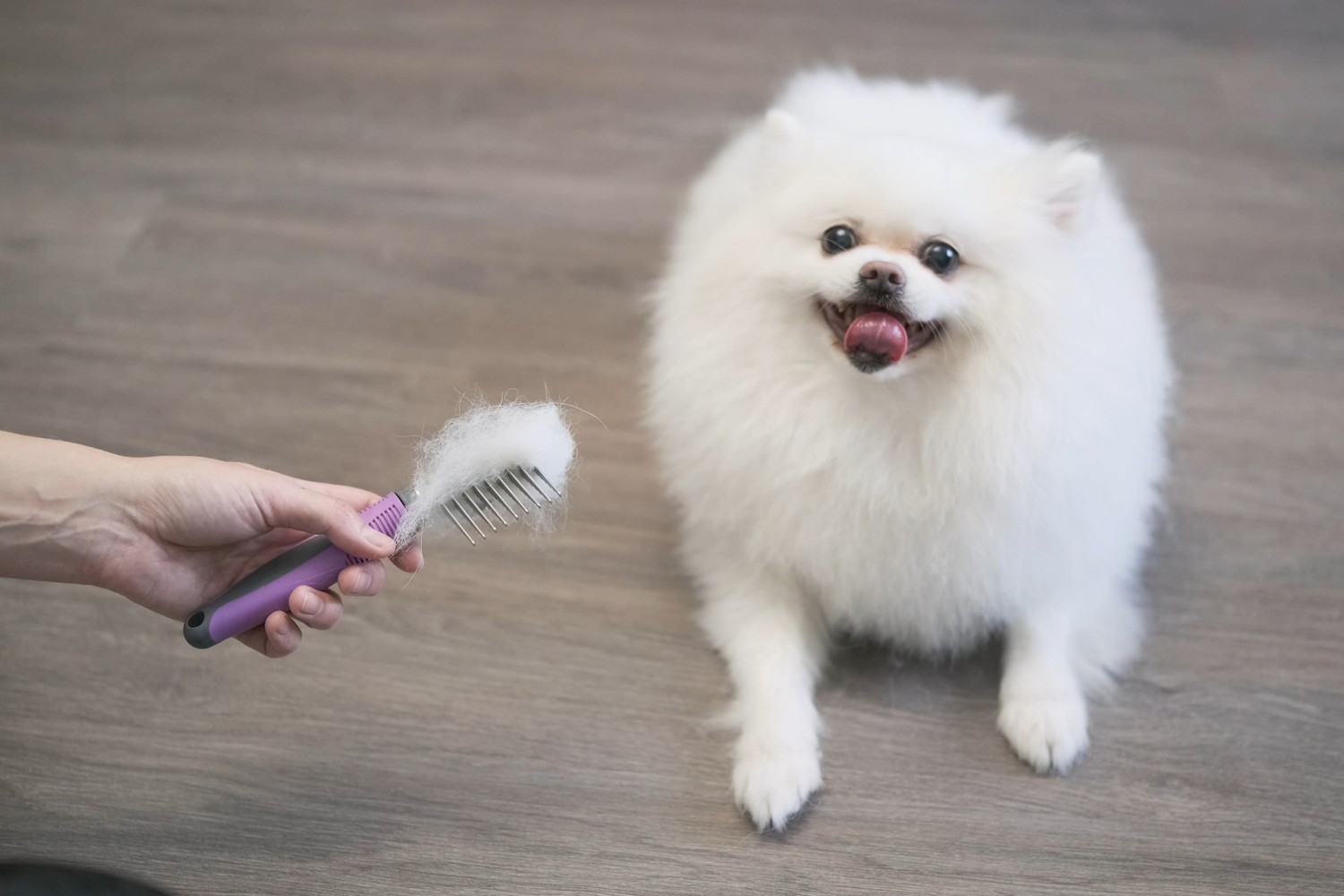 抜け毛がついたブラシを持つ飼い主の手とポメラニアン