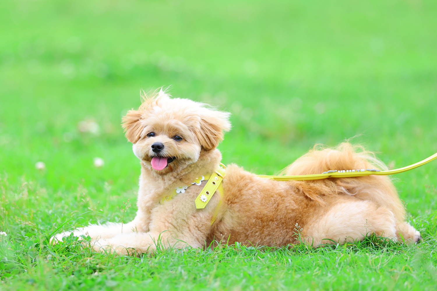 原っぱで伏せてくつろぐポメラニアンのミックス犬