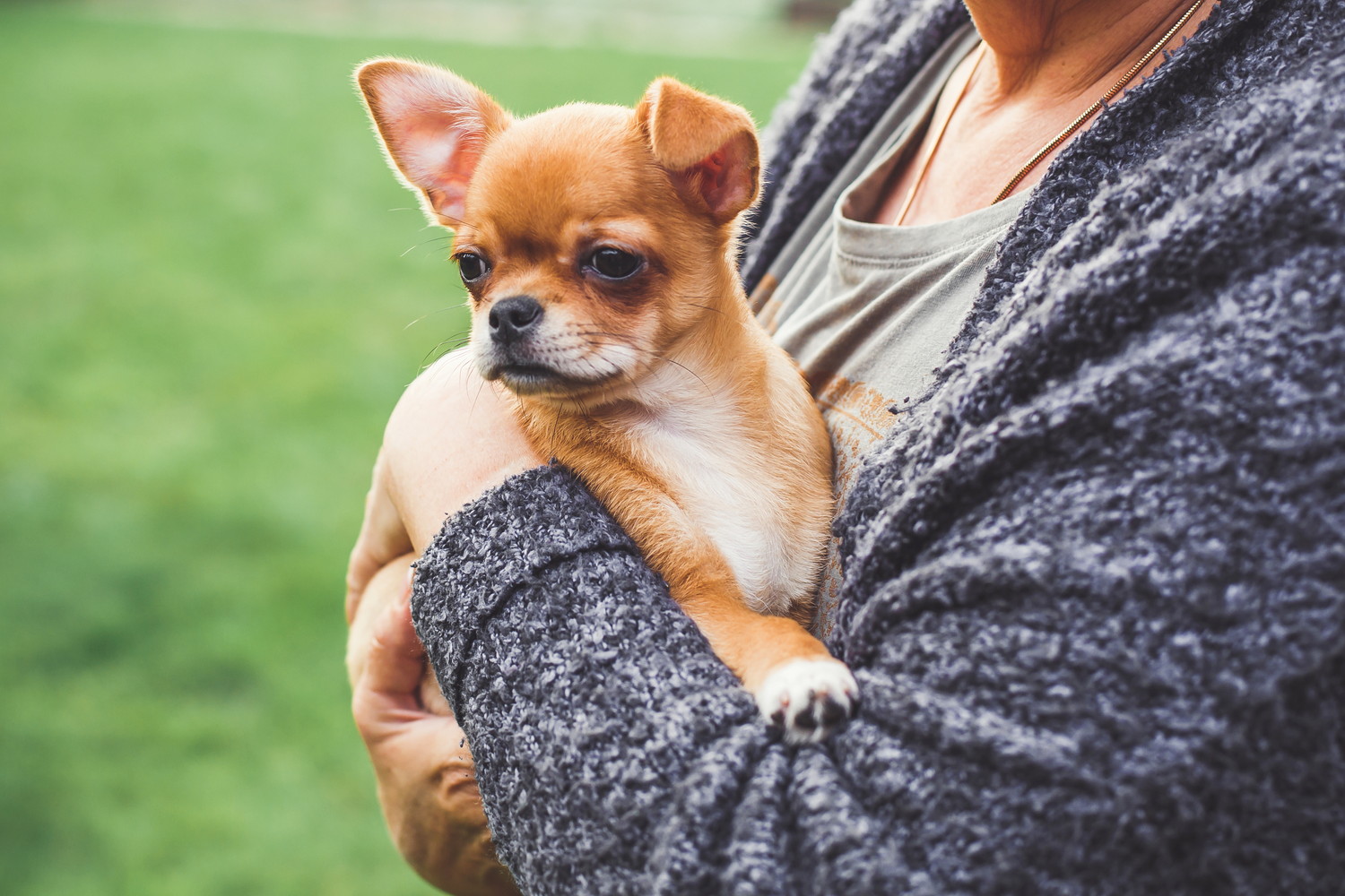 屋外で飼い主に抱っこされながら周囲を見るチワワの子犬