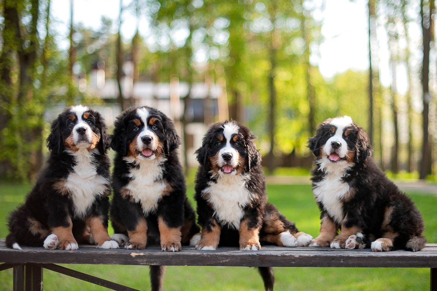 ベンチに並んで座る4匹のバーニーズマウンテンドッグの子犬