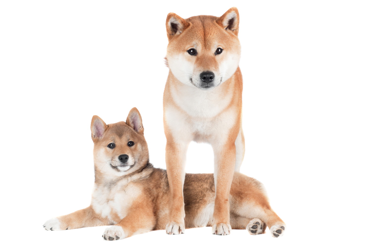 正面を見つめる柴犬の子犬と成犬
