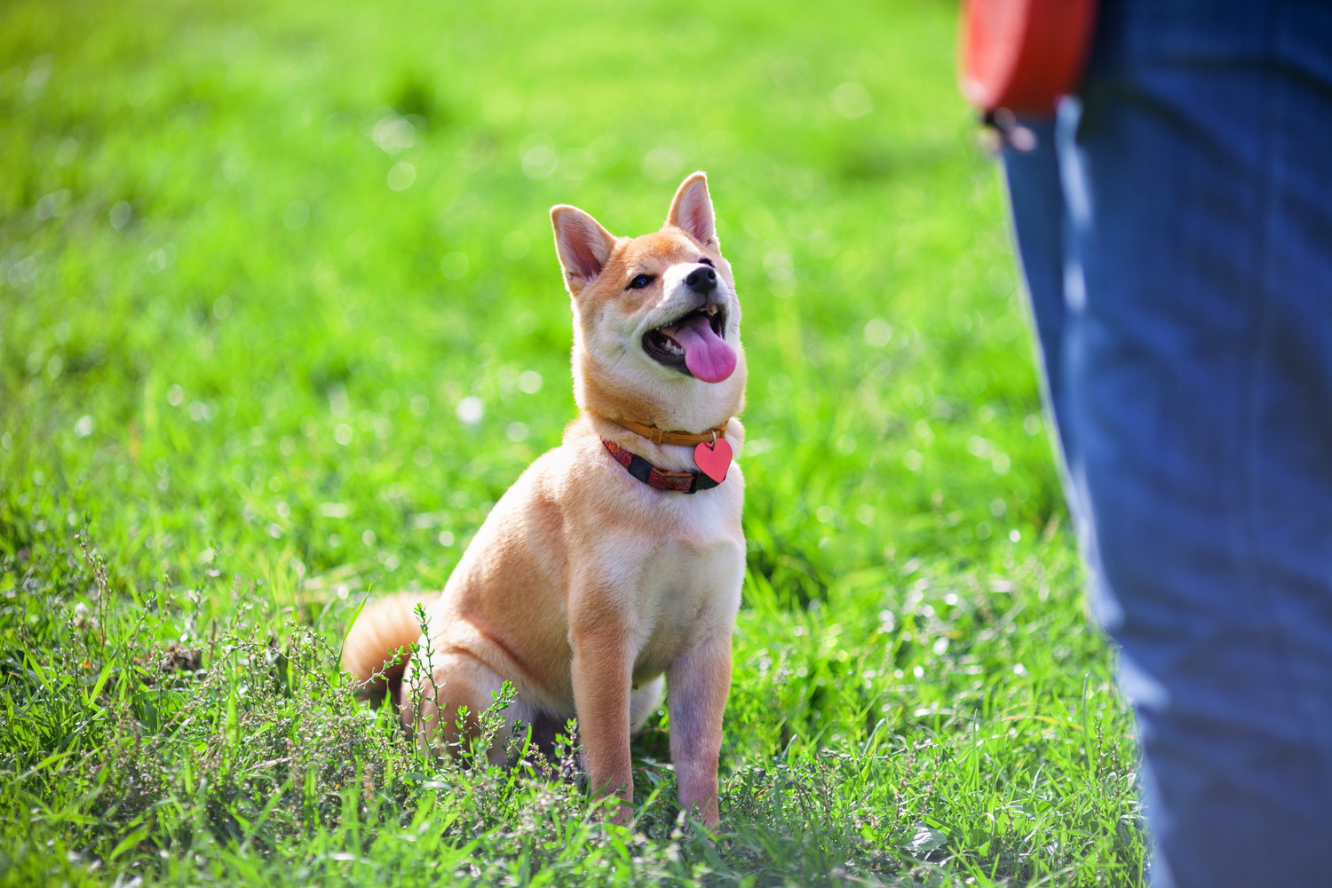 飼い主と向き合って座る柴犬の子犬