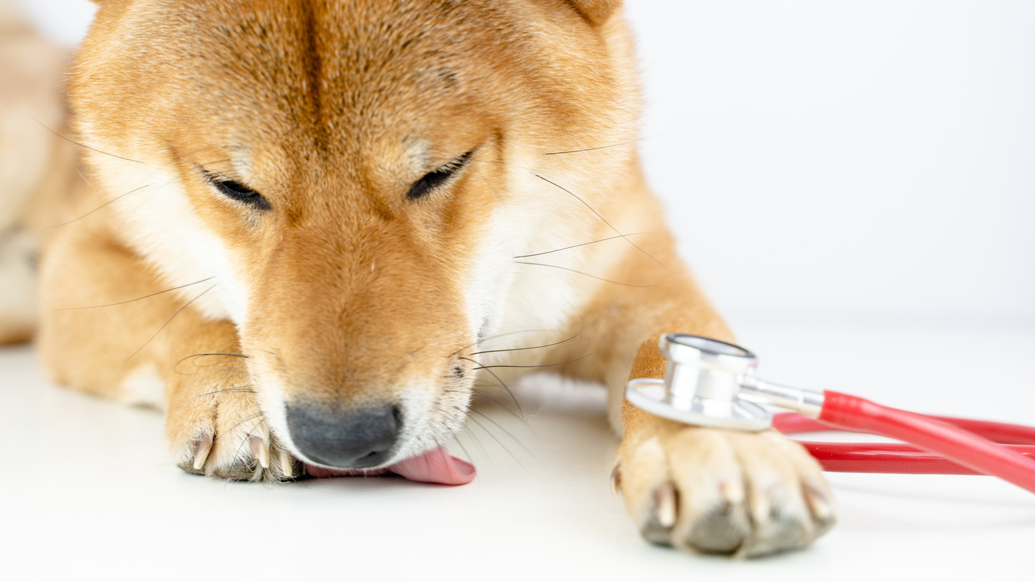 前足に聴診器を置いたまま足を舐めている柴犬