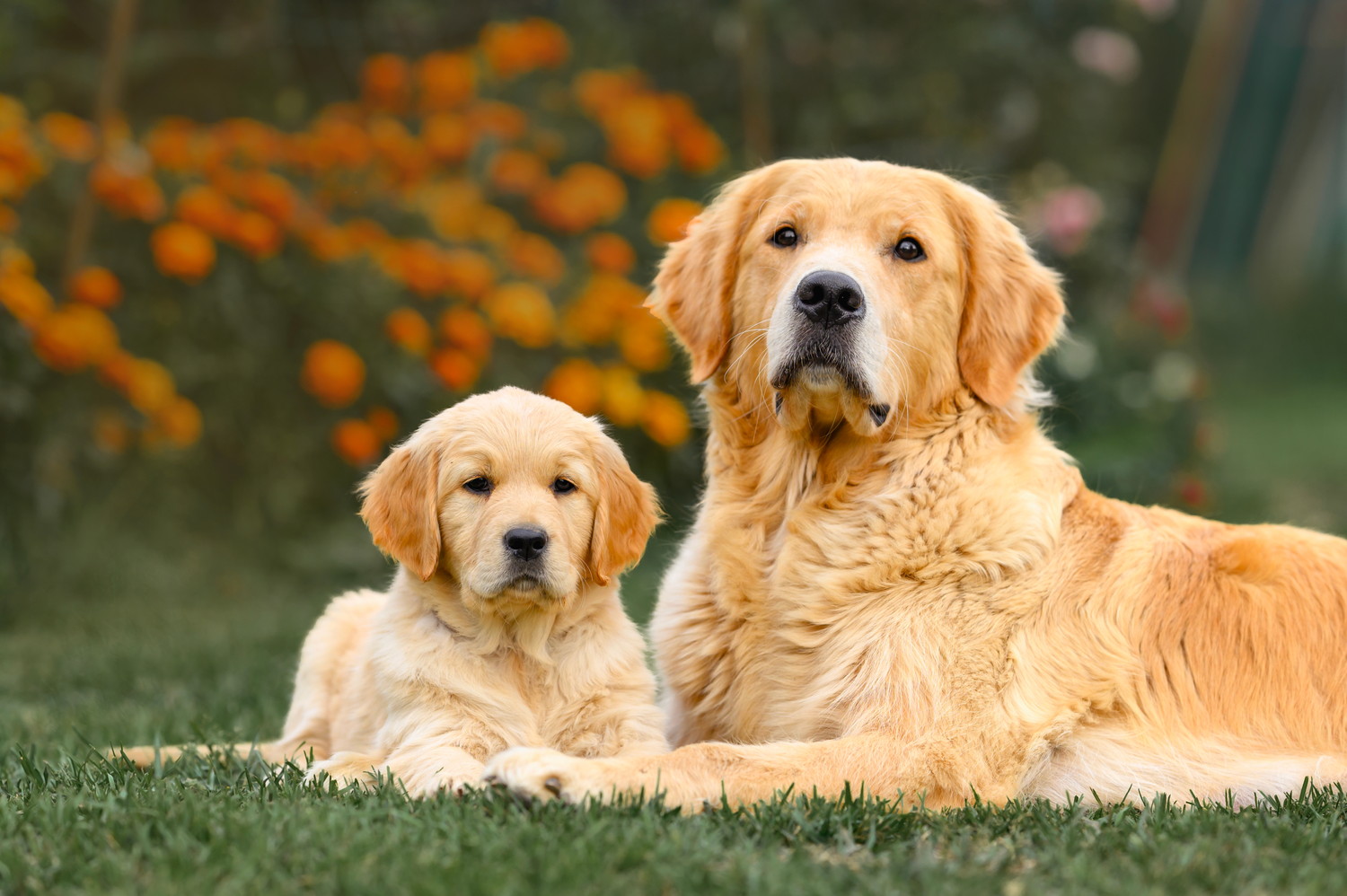並んで伏せているゴールデンレトリバーの子犬と成犬
